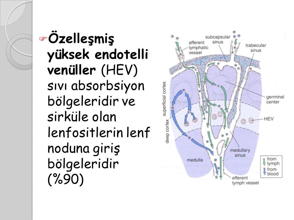 Özelleşmiş yüksek endotelli venüller (HEV) sıvı absorbsiyon bölgeleridir ve sirküle olan lenfositlerin lenf noduna giriş bölgeleridir (%90)