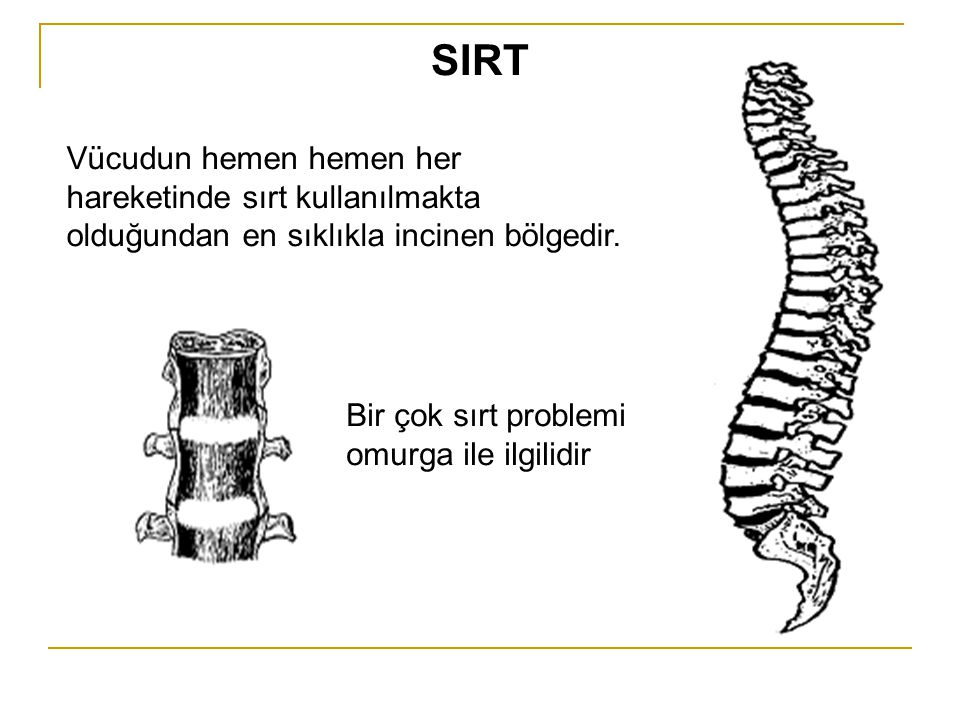 SIRT Vücudun hemen hemen her hareketinde sırt kullanılmakta olduğundan en sıklıkla incinen bölgedir.