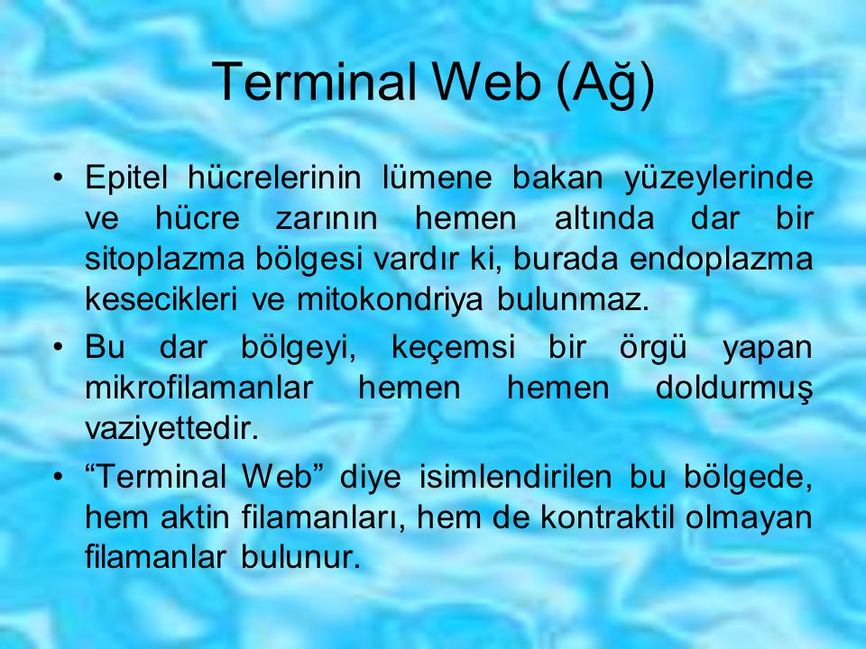 Terminal Web (Ağ)