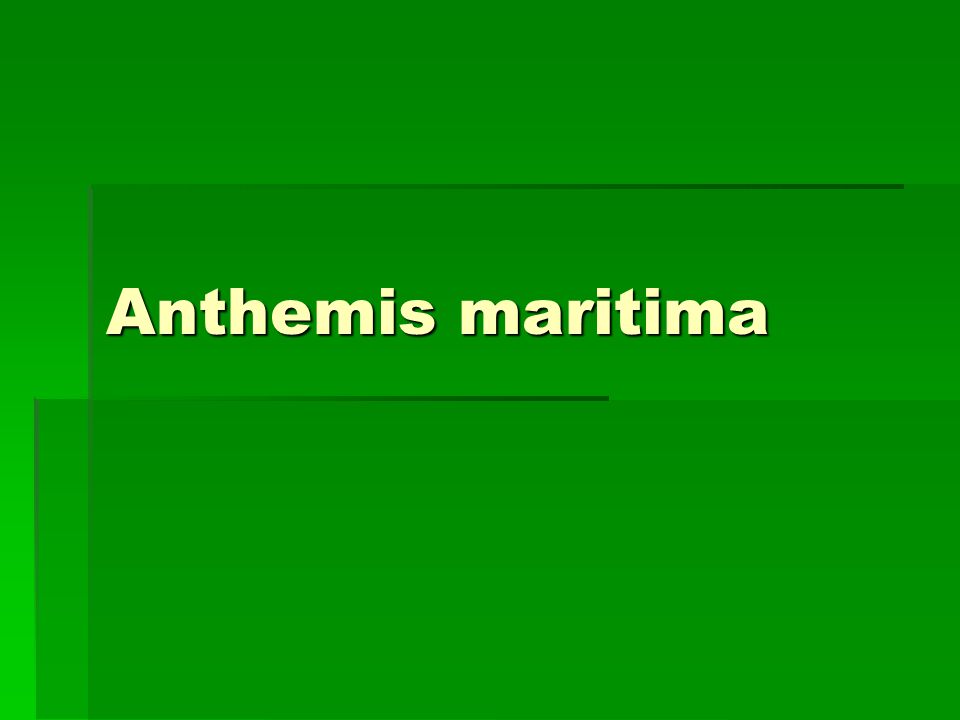 Anthemis maritima