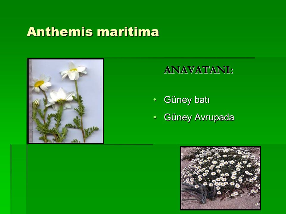 Anthemis maritima ANAVATANI: Güney batı Güney Avrupada