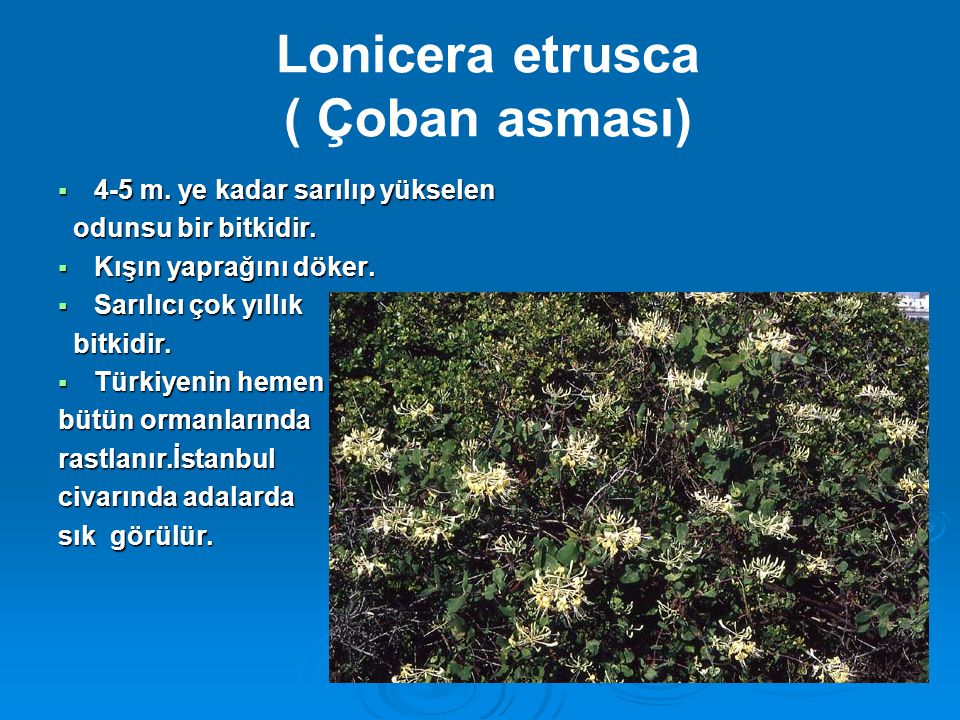Lonicera etrusca ( Çoban asması)