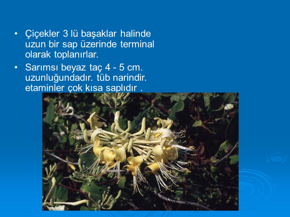 Çiçekler 3 lü başaklar halinde uzun bir sap üzerinde terminal olarak toplanırlar.