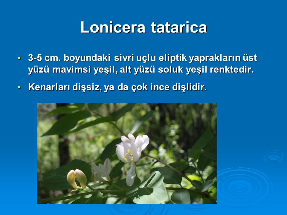 Lonicera tatarica 3-5 cm. boyundaki sivri uçlu eliptik yaprakların üst yüzü mavimsi yeşil, alt yüzü soluk yeşil renktedir.