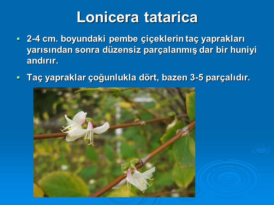 Lonicera tatarica 2-4 cm. boyundaki pembe çiçeklerin taç yaprakları yarısından sonra düzensiz parçalanmış dar bir huniyi andırır.