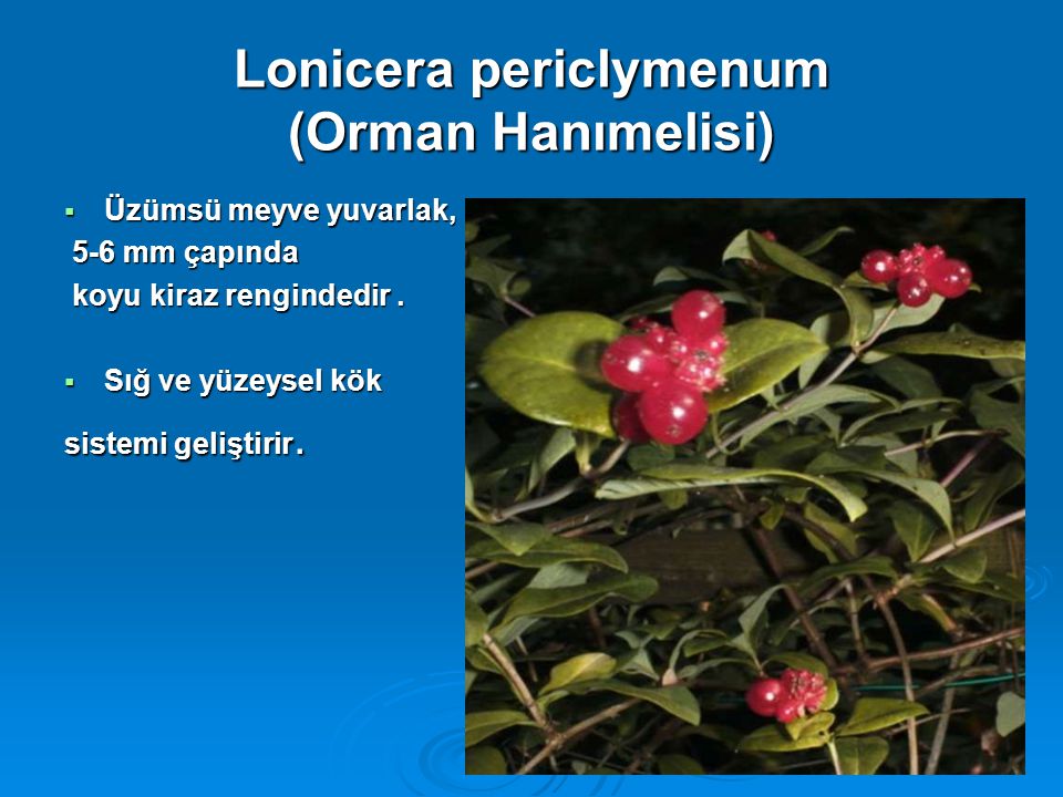 Lonicera periclymenum (Orman Hanımelisi)
