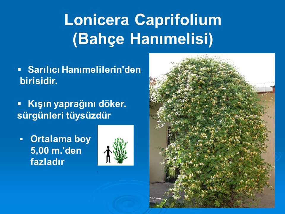 Lonicera Caprifolium (Bahçe Hanımelisi)