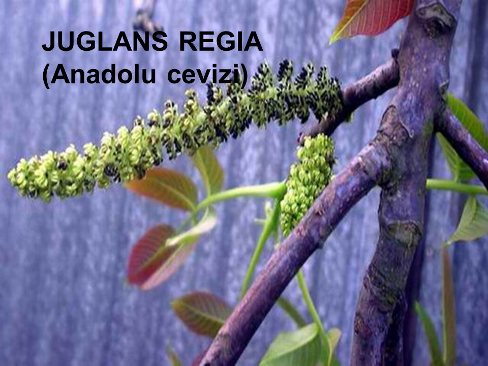 JUGLANS REGIA (Anadolu cevizi)