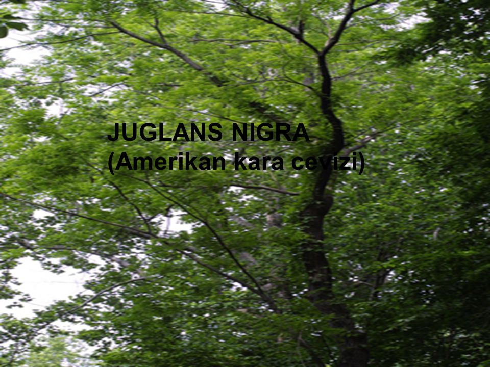JUGLANS NIGRA (Amerikan kara cevizi)