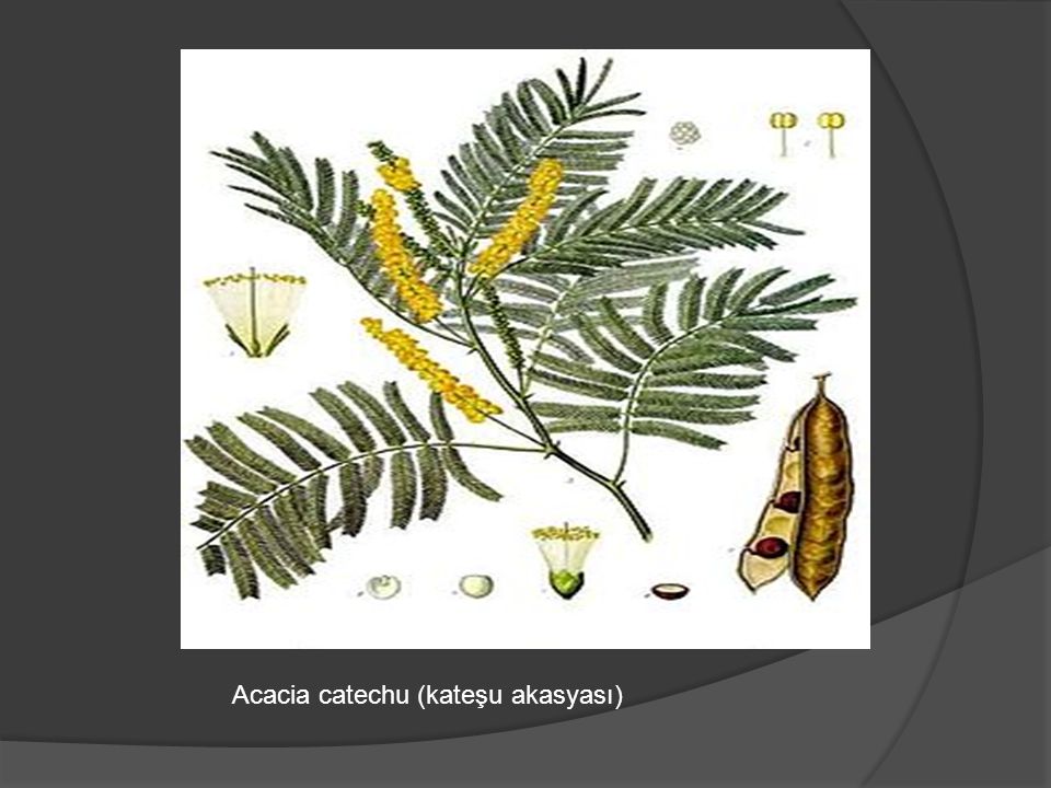 Acacia catechu (kateşu akasyası)