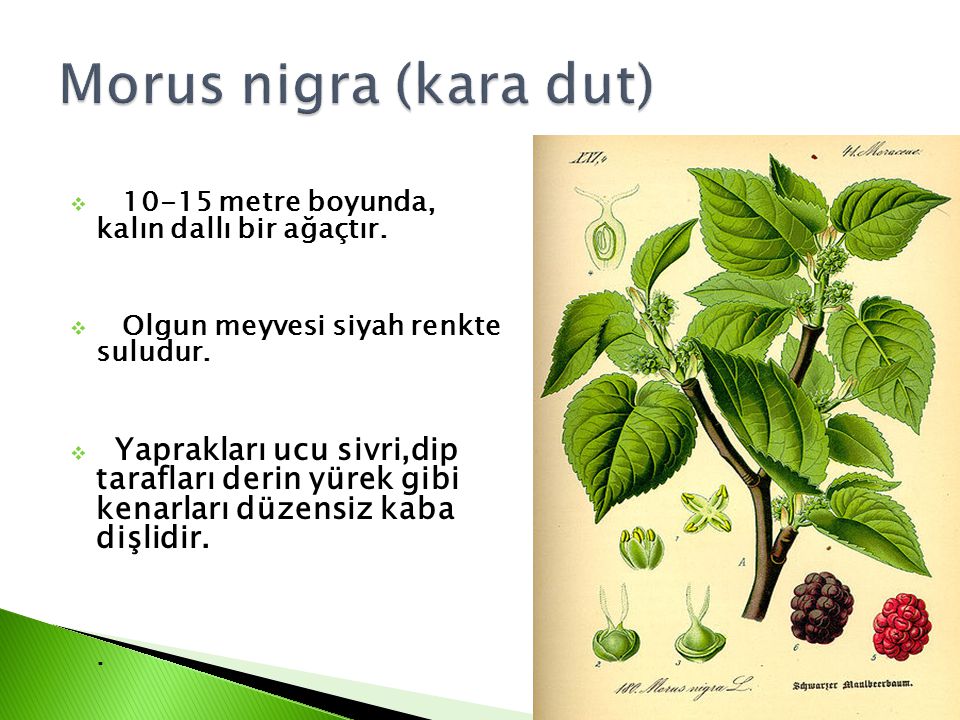 Morus nigra (kara dut) metre boyunda, kalın dallı bir ağaçtır.