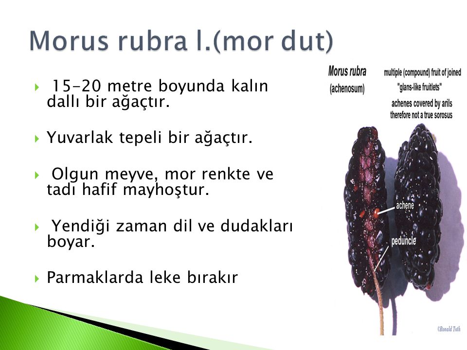 Morus rubra l.(mor dut) metre boyunda kalın dallı bir ağaçtır.