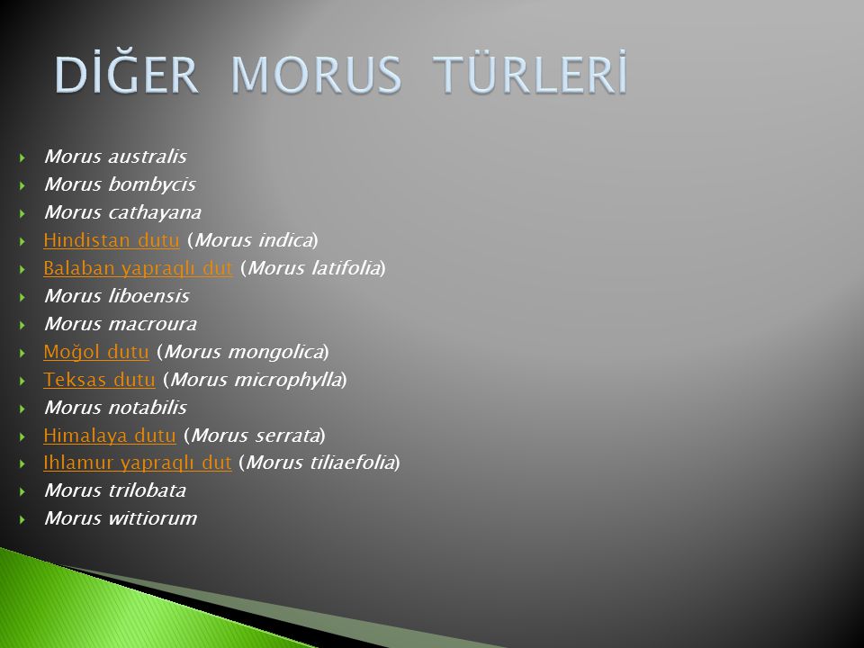 DİĞER MORUS TÜRLERİ Morus australis Morus bombycis Morus cathayana
