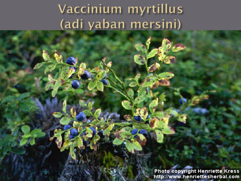 Vaccinium myrtillus (adi yaban mersini)