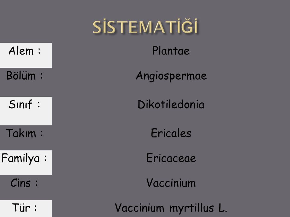 SİSTEMATİĞİ Alem : Plantae Bölüm : Angiospermae Sınıf : Dikotiledonia