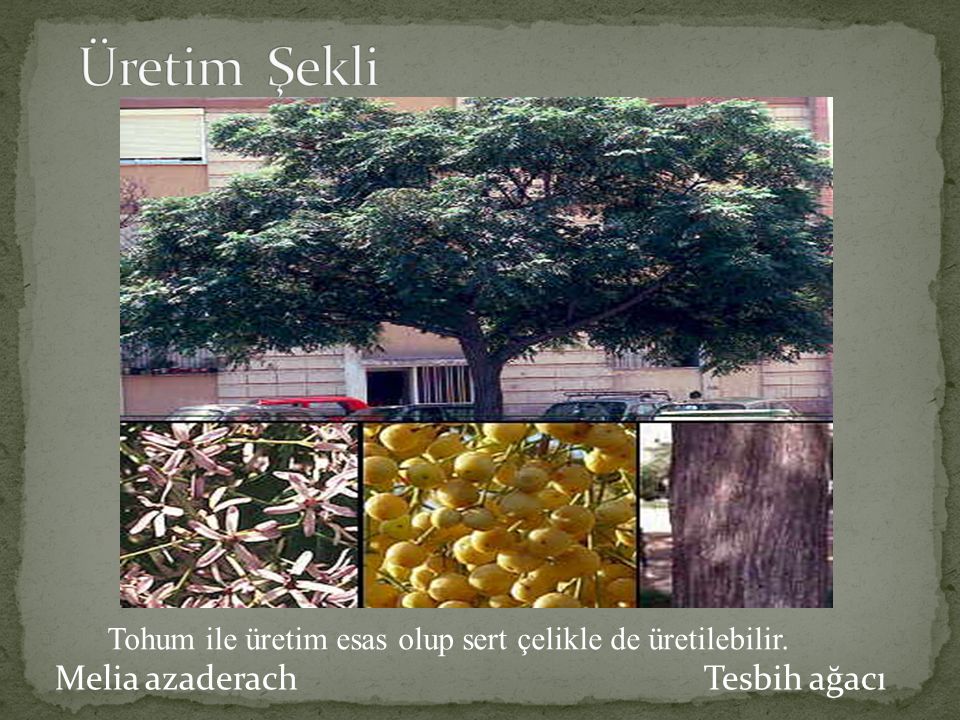 Üretim Şekli Melia azaderach Tesbih ağacı