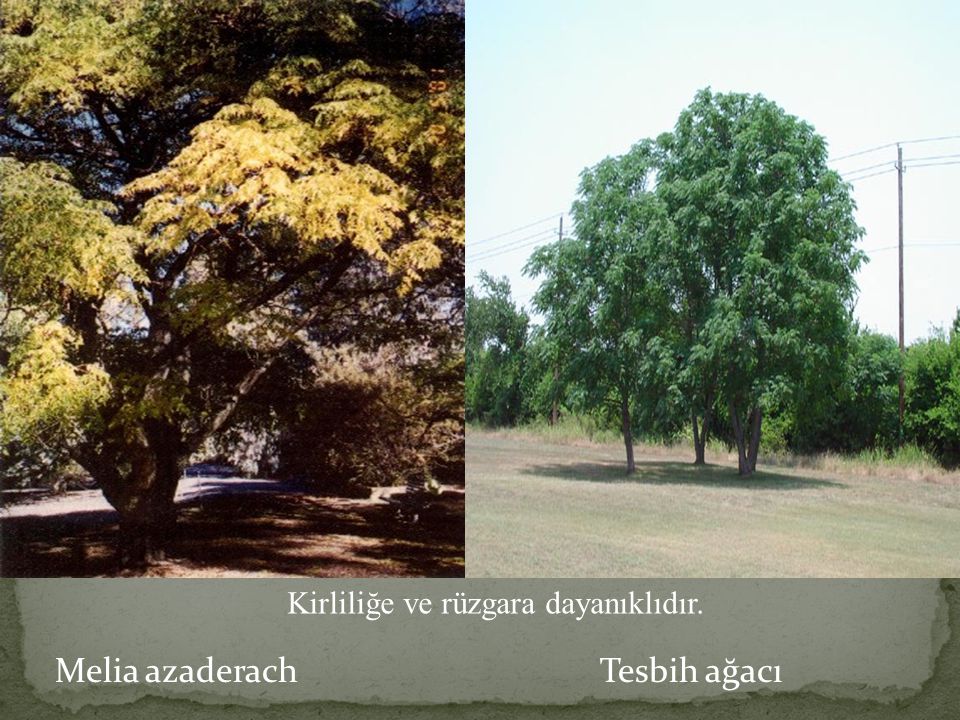 Melia azaderach Tesbih ağacı