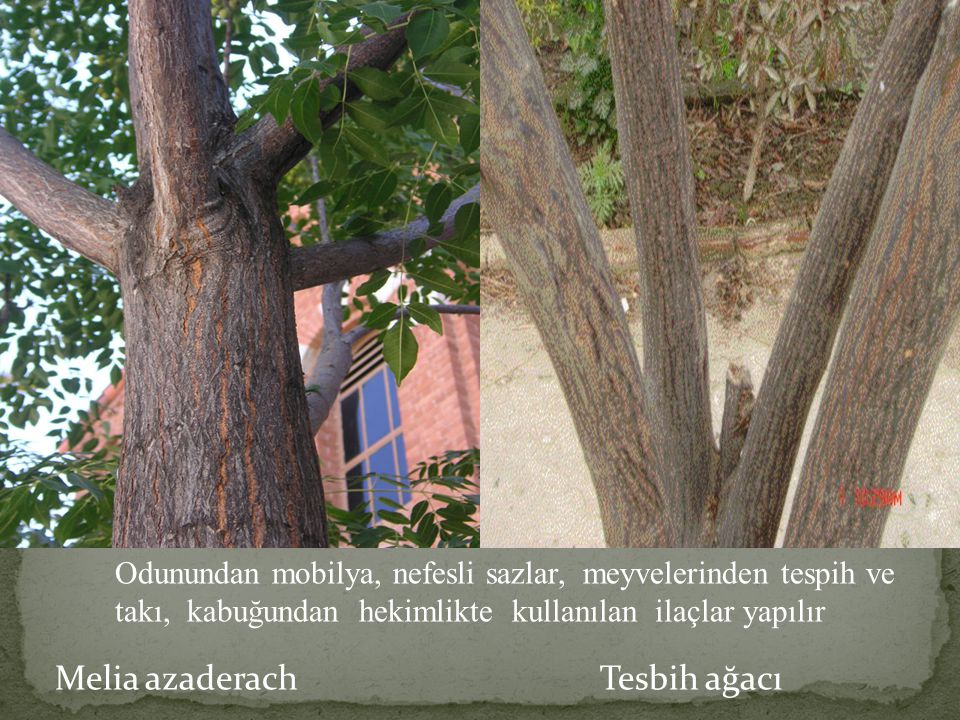 Melia azaderach Tesbih ağacı