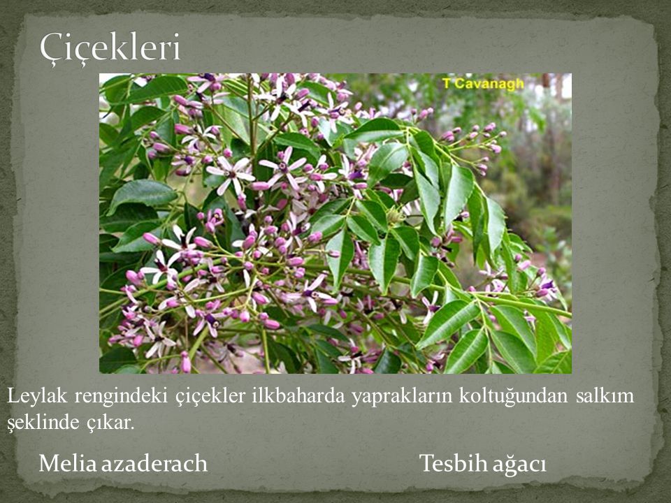 Çiçekleri Melia azaderach Tesbih ağacı