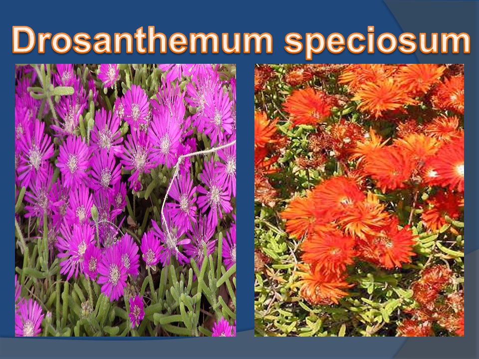 Drosanthemum speciosum