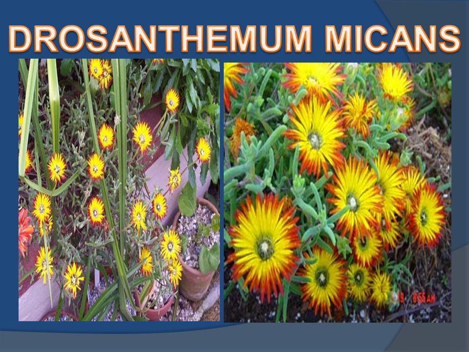 Drosanthemum micans