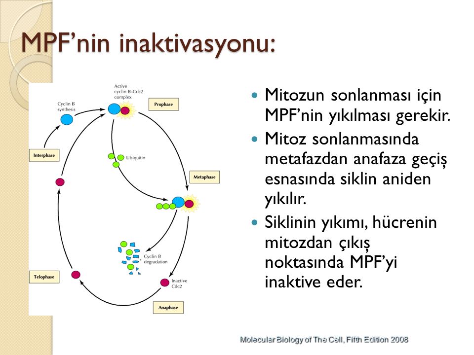 hücre döngüsü metafazı