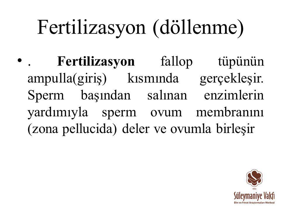 Fertilizasyon (döllenme)