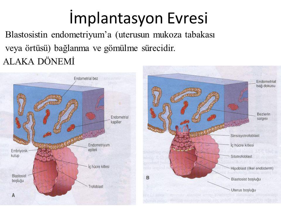 İmplantasyon Evresi Blastosistin endometriyum’a (uterusun mukoza tabakası veya örtüsü) bağlanma ve gömülme sürecidir.