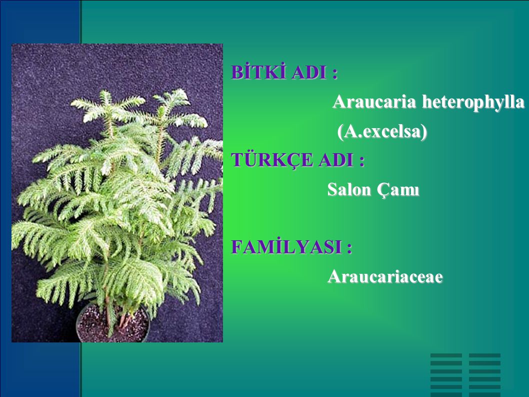 BİTKİ ADI : Araucaria heterophylla (A.excelsa) TÜRKÇE ADI : Salon Çamı FAMİLYASI : Araucariaceae