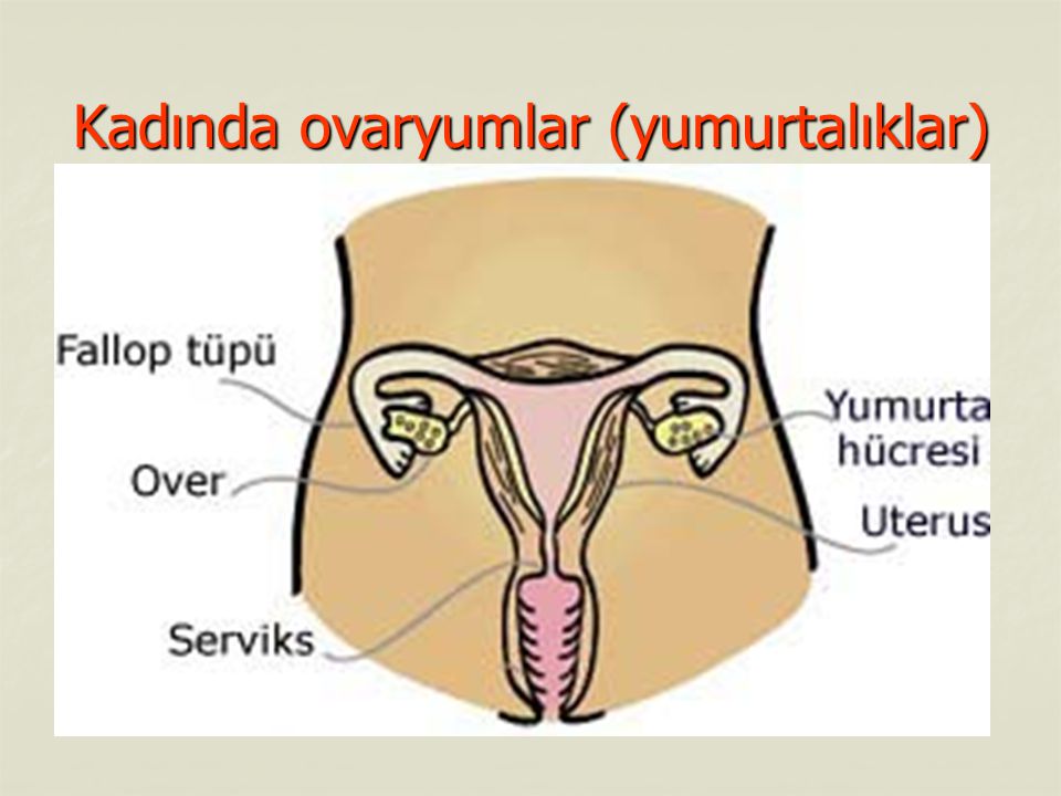 Kadında ovaryumlar (yumurtalıklar)