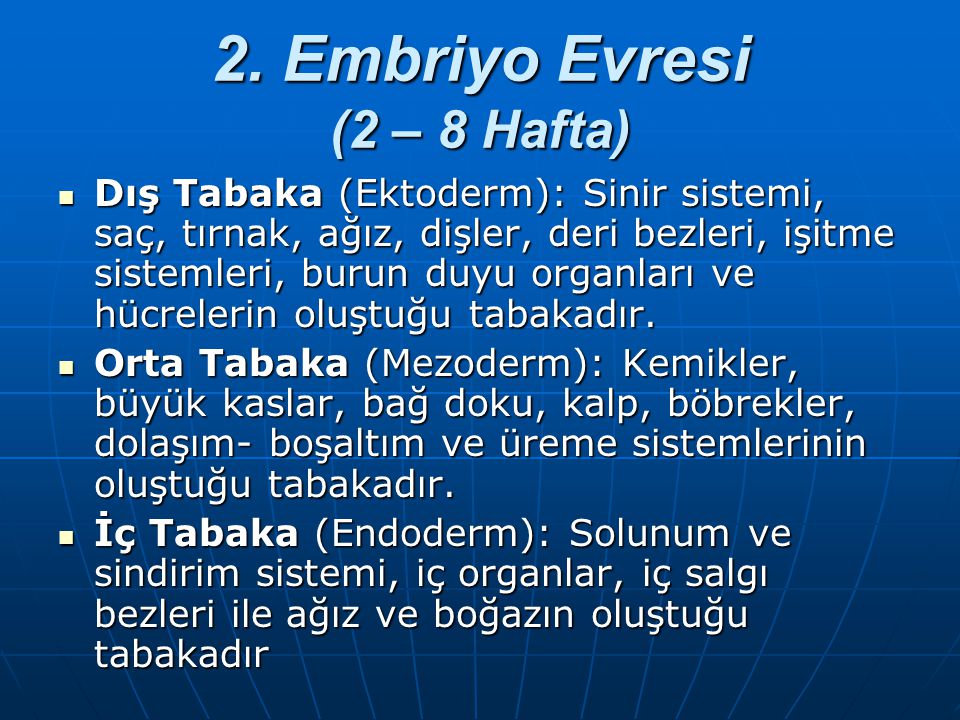 2. Embriyo Evresi (2 – 8 Hafta)