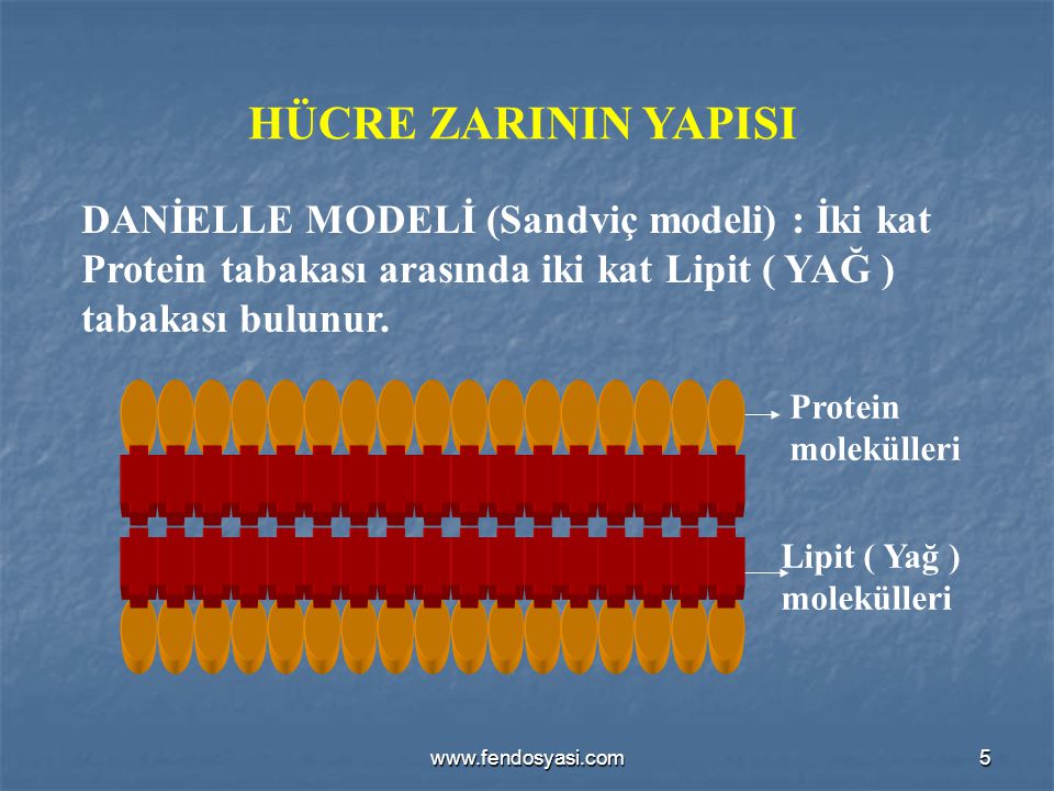 HÜCRE ZARININ YAPISI DANİELLE MODELİ (Sandviç modeli) : İki kat Protein tabakası arasında iki kat Lipit ( YAĞ ) tabakası bulunur.