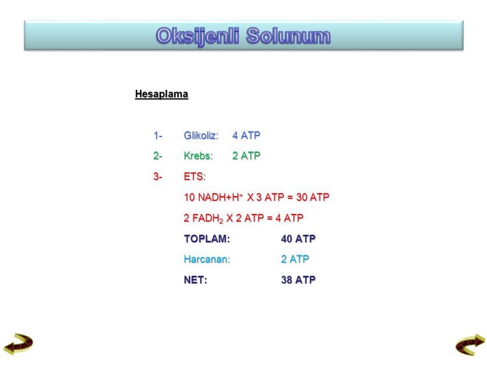 Oksijenli Solunum Hesaplama 1- Glikoliz: 4 ATP 2- Krebs: 2 ATP 3- ETS: