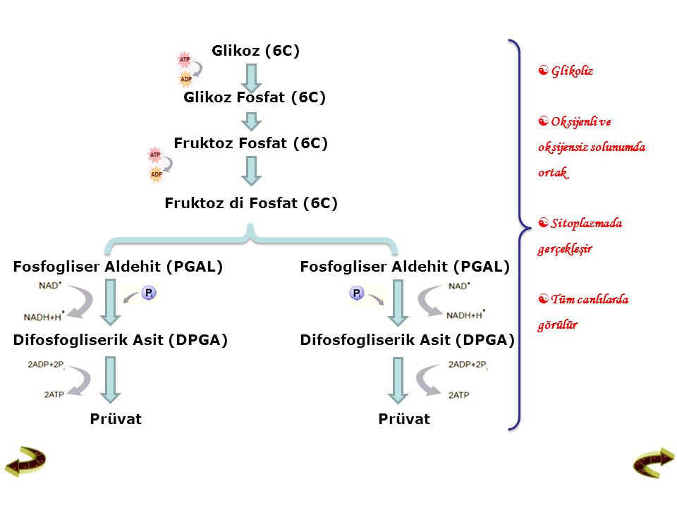 Glikoz Fosfat (6C) Glikoliz Glikoz (6C)