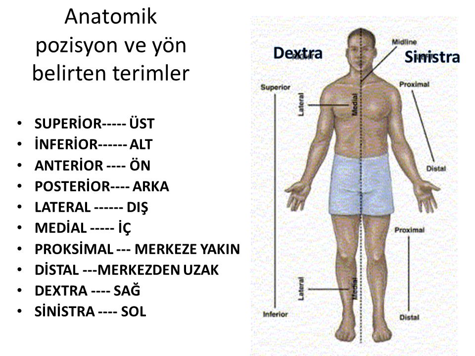 Anatomik pozisyon ve yön belirten terimler