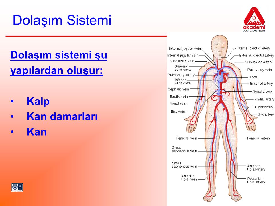 Dolaşım Sistemi Dolaşım sistemi şu yapılardan oluşur: Kalp
