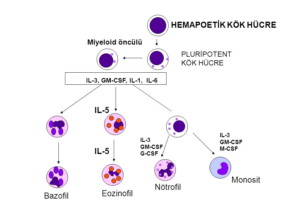 HEMAPOETİK KÖK HÜCRE IL-5 IL-5 Monosit Nötrofil Eozinofil Bazofil
