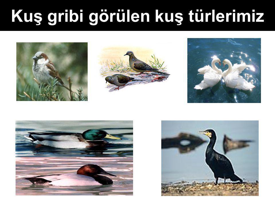 Kuş gribi görülen kuş türlerimiz