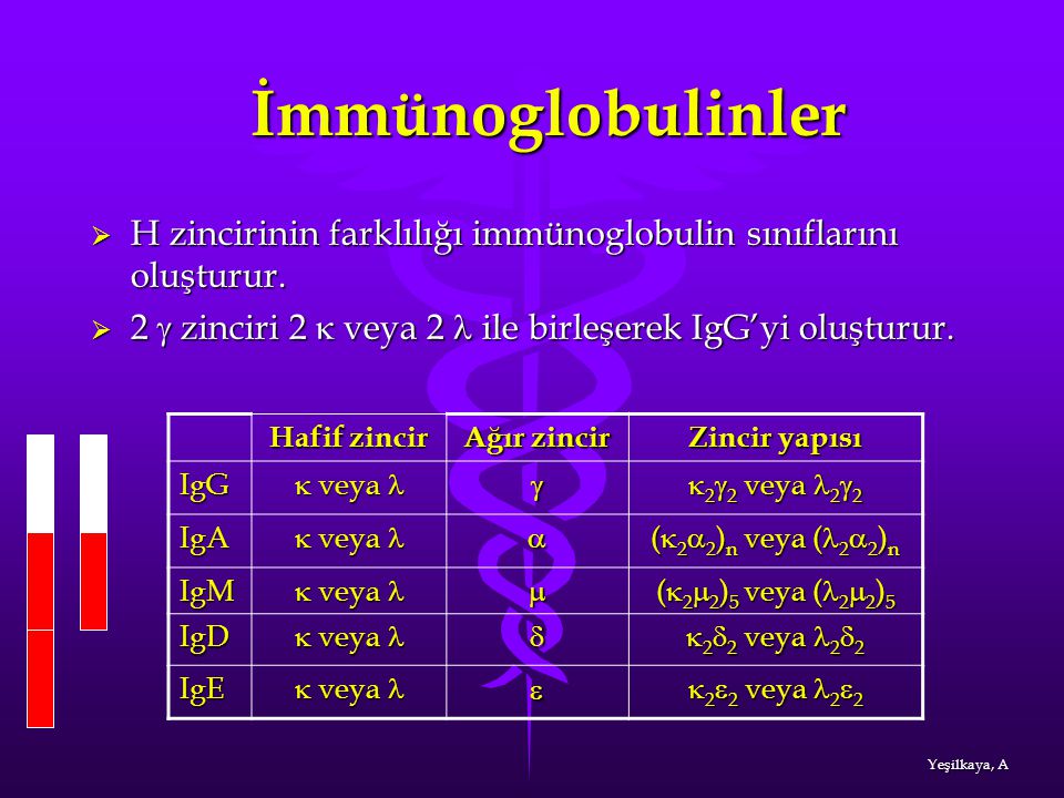 İmmünoglobulinler H zincirinin farklılığı immünoglobulin sınıflarını oluşturur. 2 g zinciri 2 k veya 2 l ile birleşerek IgG’yi oluşturur.