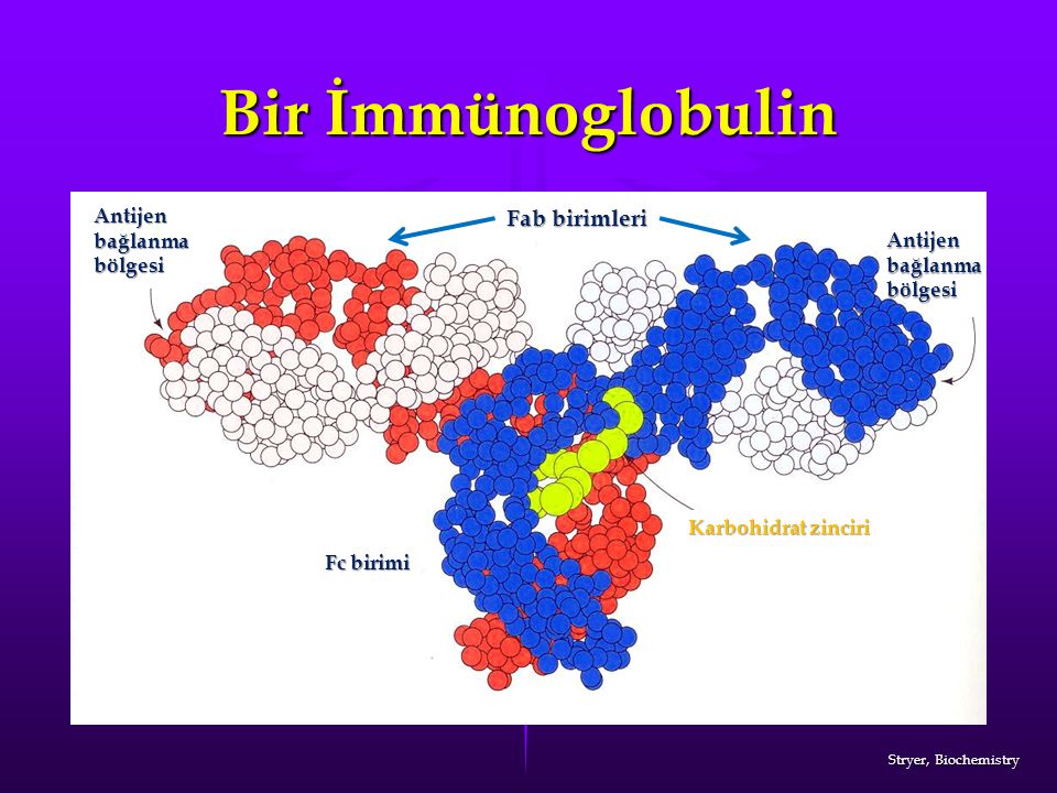 Bir İmmünoglobulin Fab birimleri Antijen bağlanma bölgesi