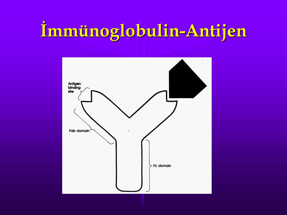 İmmünoglobulin-Antijen