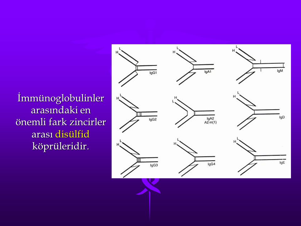 İmmünoglobulinler arasındaki en önemli fark zincirler arası disülfid köprüleridir.