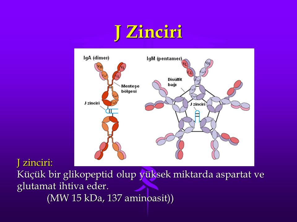 J Zinciri J zinciri: Küçük bir glikopeptid olup yüksek miktarda aspartat ve glutamat ihtiva eder.