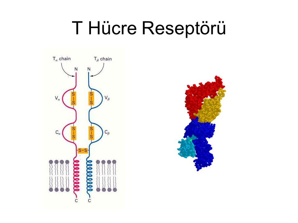 T Hücre Reseptörü