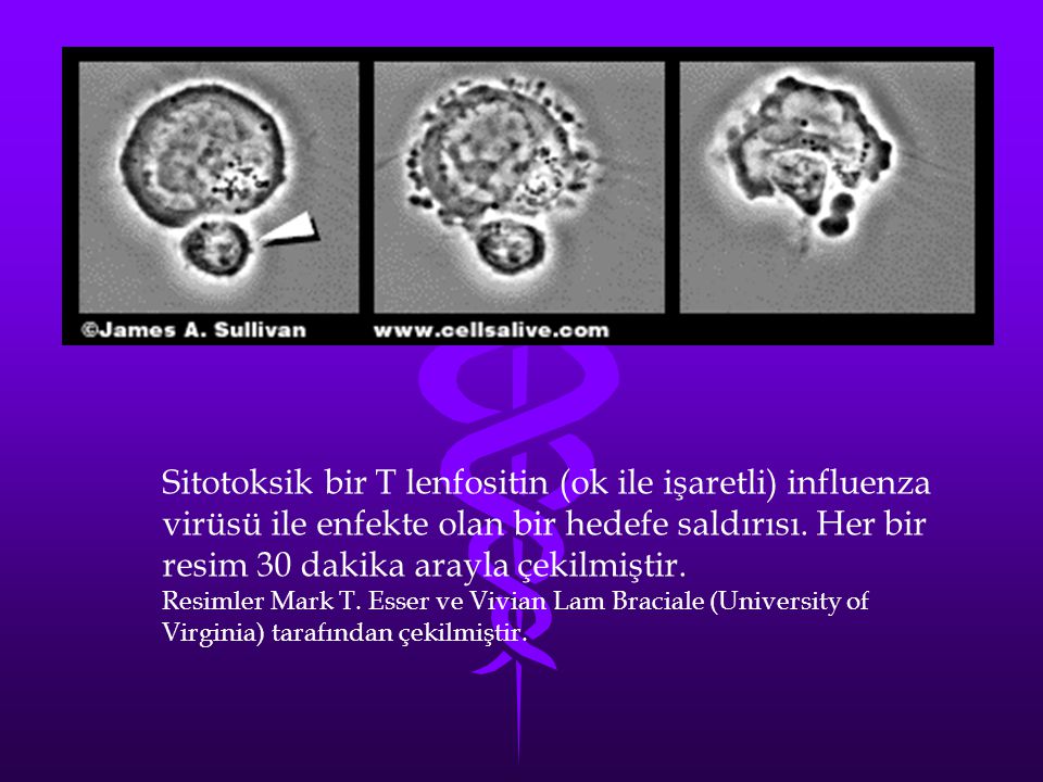 Sitotoksik bir T lenfositin (ok ile işaretli) influenza virüsü ile enfekte olan bir hedefe saldırısı. Her bir resim 30 dakika arayla çekilmiştir.