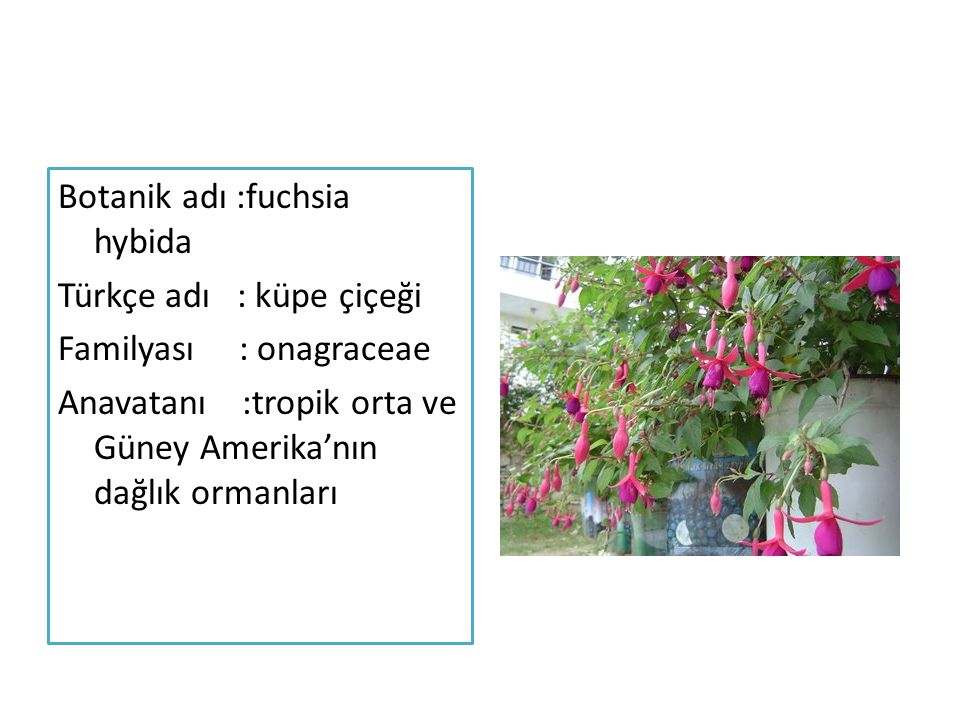 Botanik adı :fuchsia hybida Türkçe adı : küpe çiçeği Familyası : onagraceae Anavatanı :tropik orta ve Güney Amerika’nın dağlık ormanları