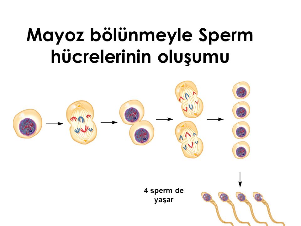 Mayoz bölünmeyle Sperm hücrelerinin oluşumu