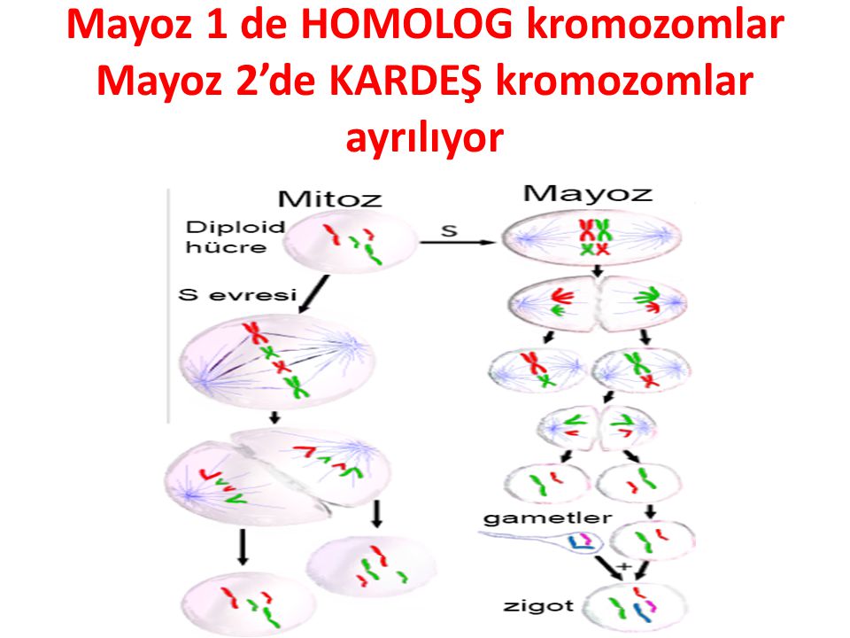 Mayoz 1 de HOMOLOG kromozomlar Mayoz 2’de KARDEŞ kromozomlar ayrılıyor