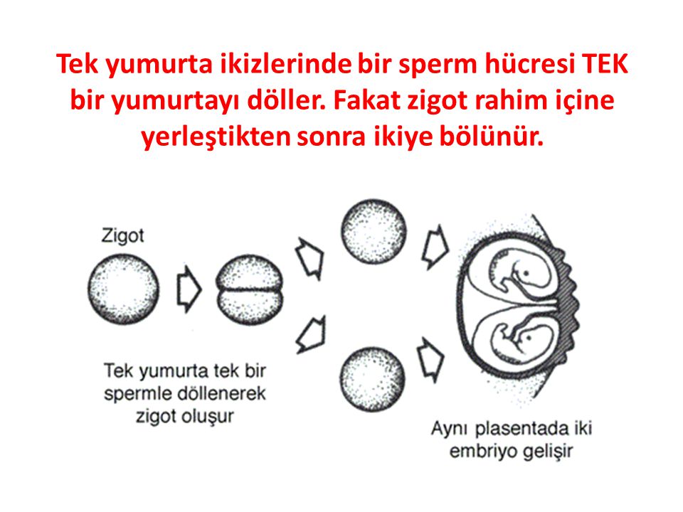 Tek yumurta ikizlerinde bir sperm hücresi TEK bir yumurtayı döller