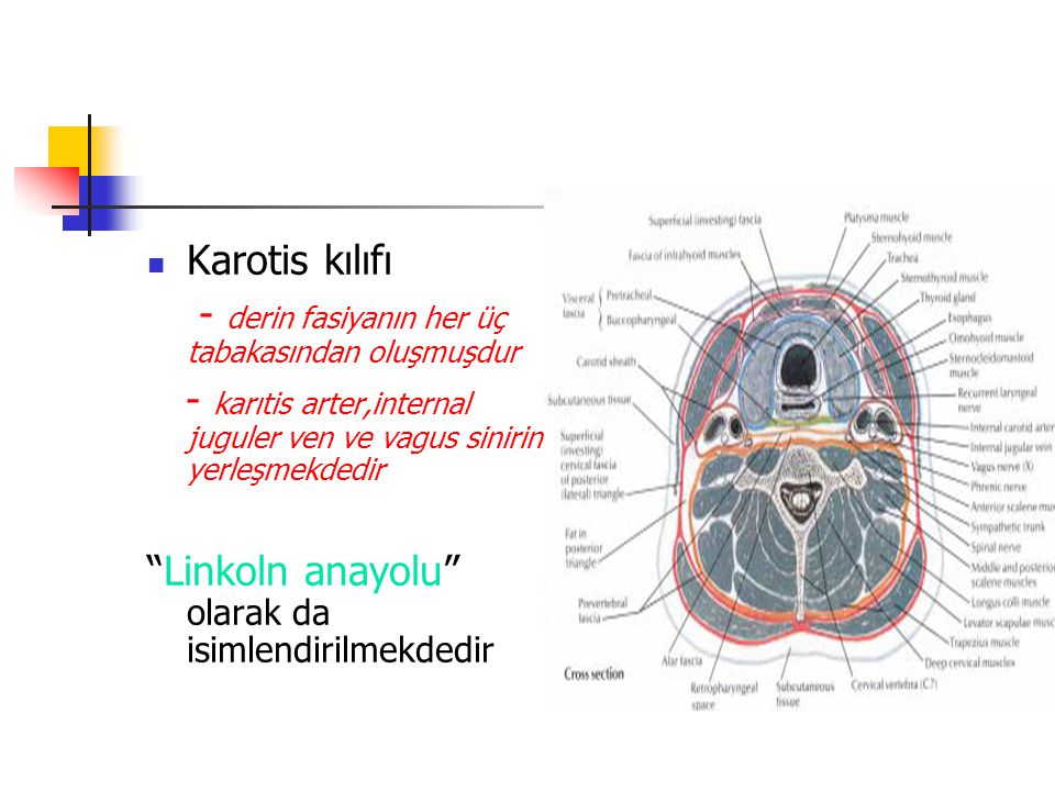 Karotis kılıfı - derin fasiyanın her üç tabakasından oluşmuşdur. - karıtis arter,internal juguler ven ve vagus sinirini yerleşmekdedir.